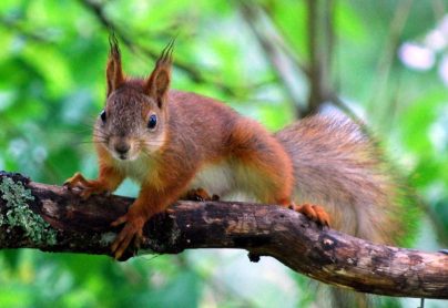 Red Squirrels can be found on Brownsea Island in Poole Harbour.