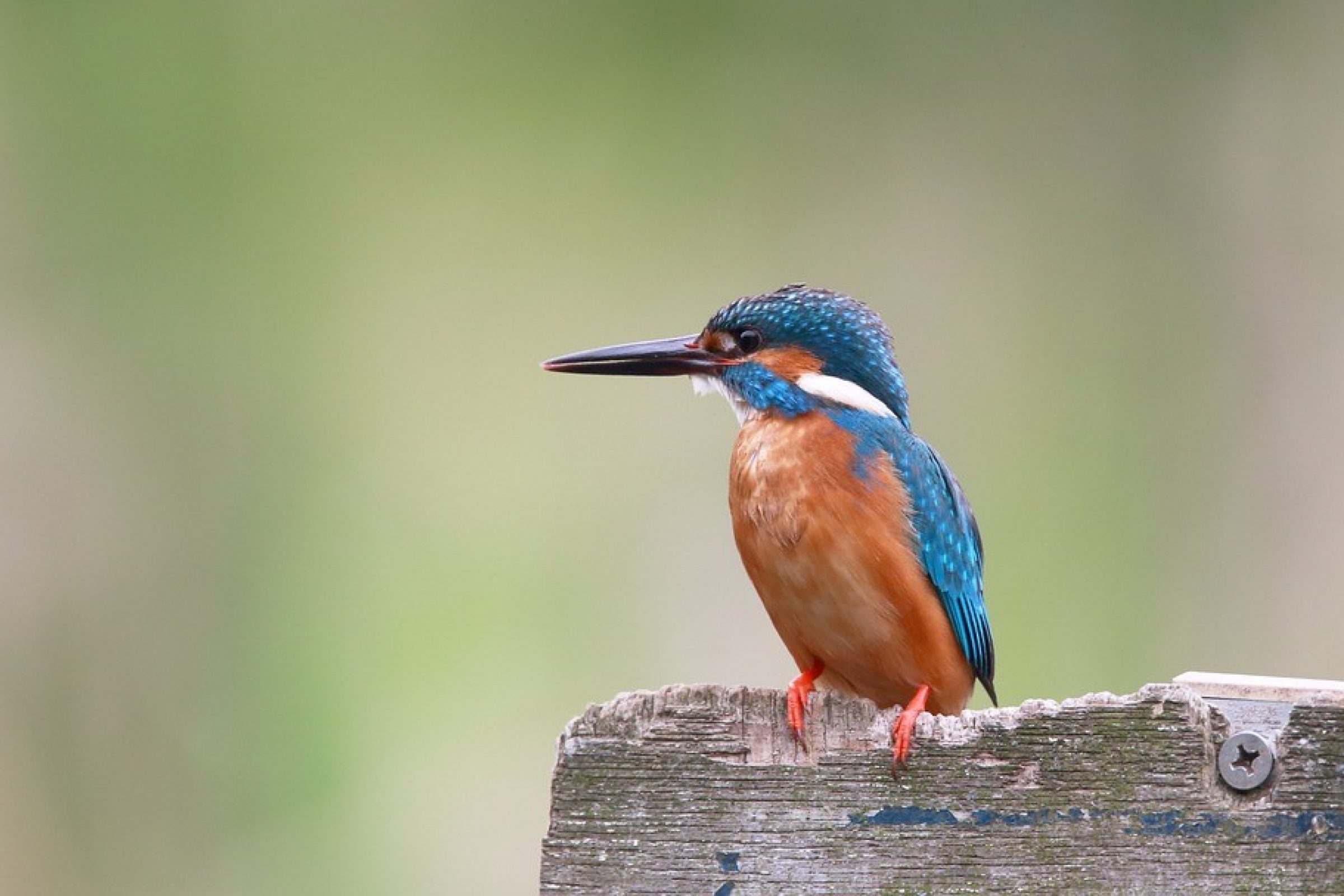 King Fishers can be spotted if you're patient.