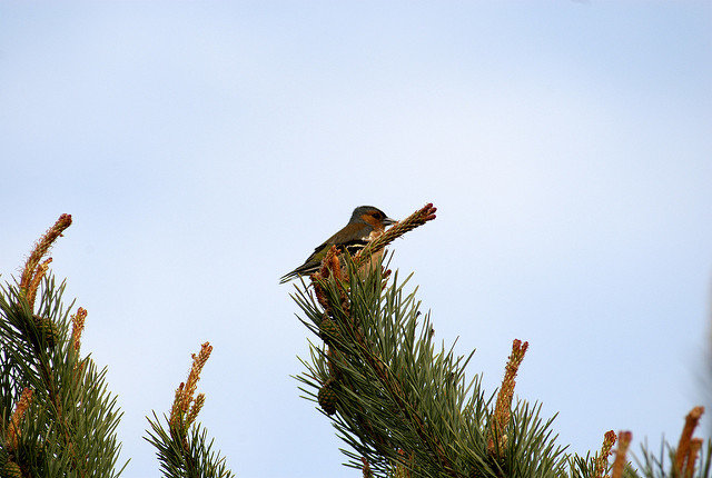 Chaffinch bird in RSPB Arne