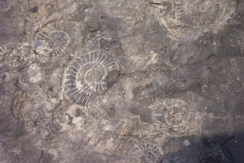 Ammonite fossils at Charmouth beach.
