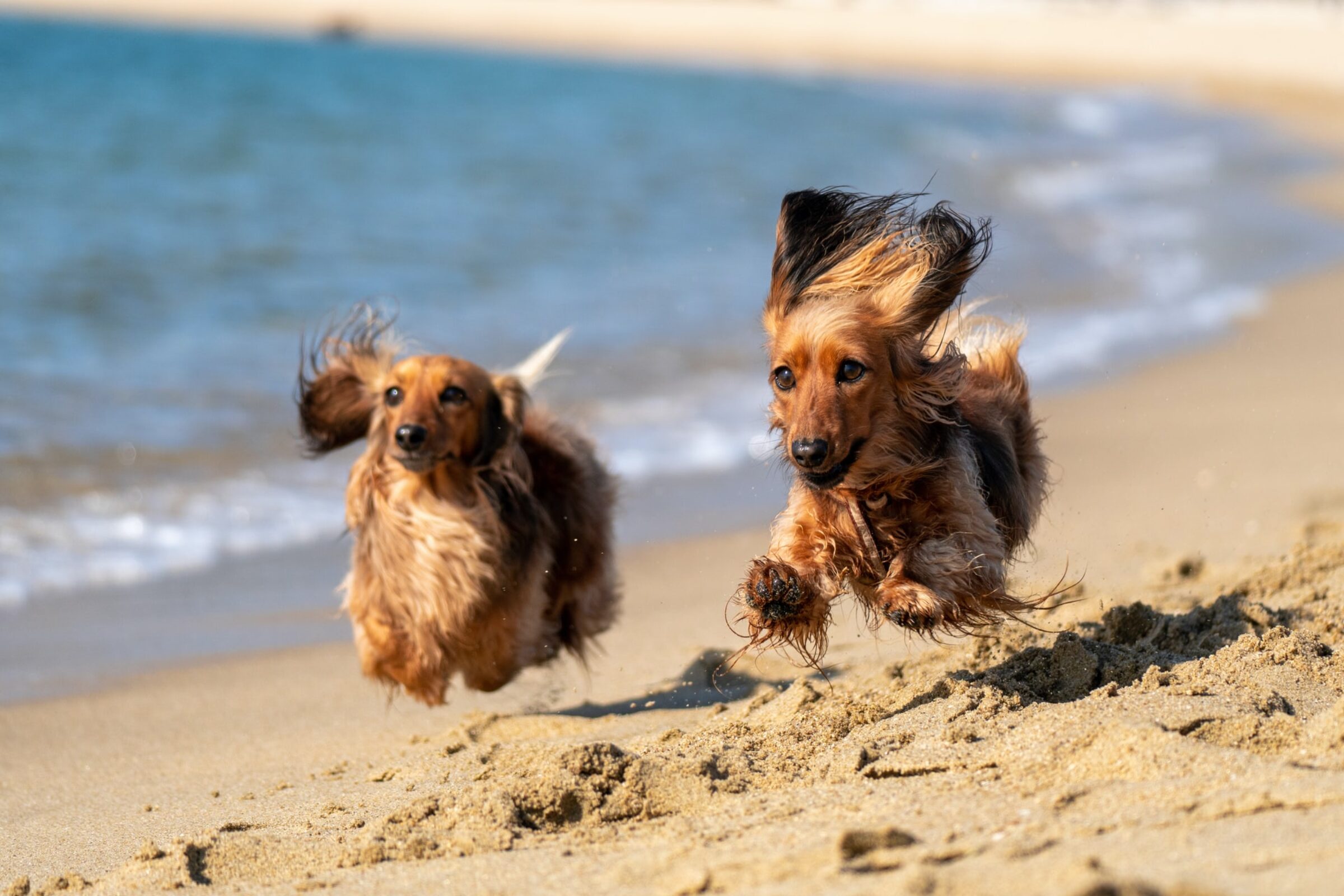 dogs running along a dorset beach