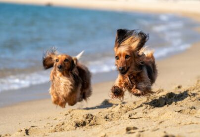 dogs running along a dorset beach