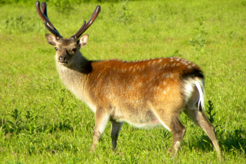 Deer at RSPB Arne