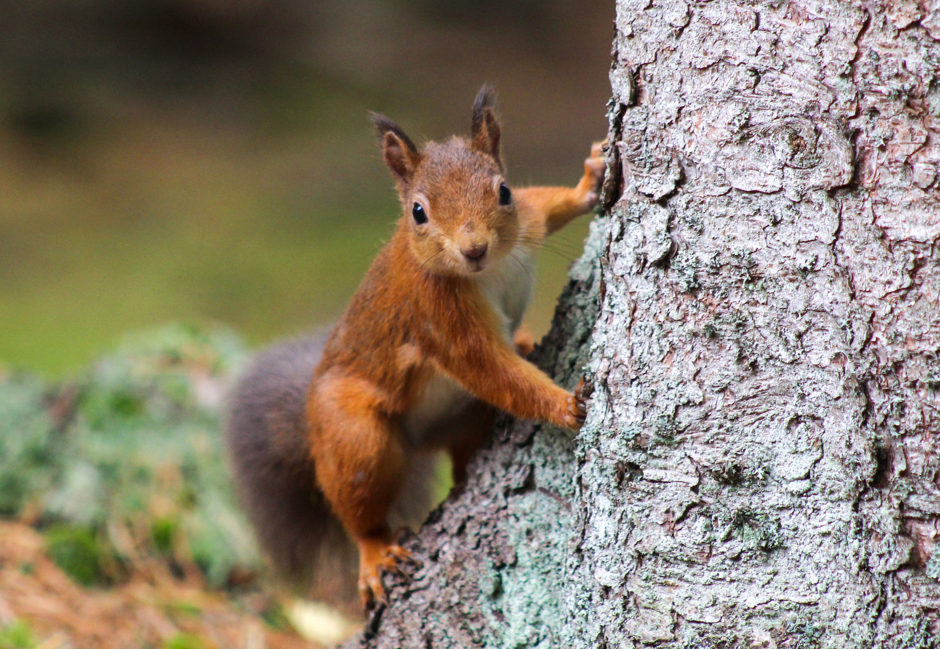red squirrel brownsea island