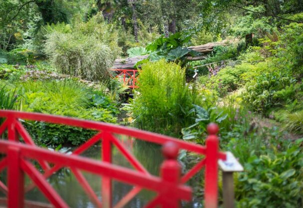 Stunning Abbotsbury Subtropical Gardens